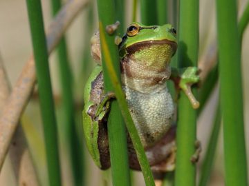 Laubfrosch