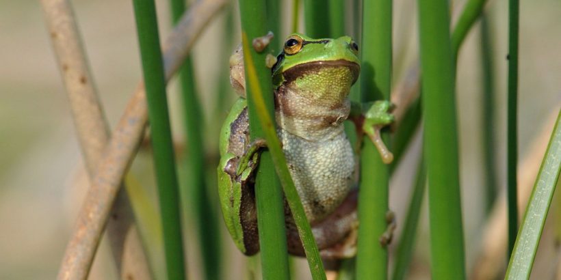 Laubfrosch