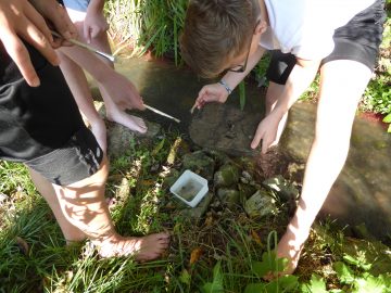 Schüler untersuchen, welche Kleinstlebewesen unter den Steinen im Wasser leben