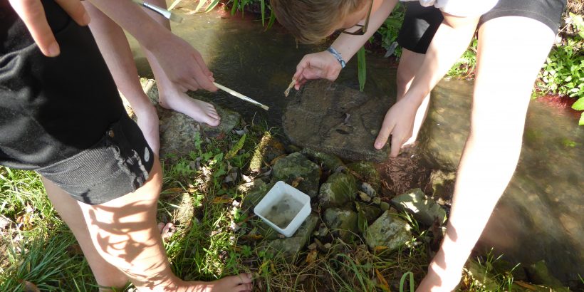 Schüler untersuchen, welche Kleinstlebewesen unter den Steinen im Wasser leben